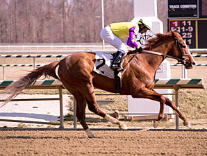 Bold Affair wins the 2013 Conniver.