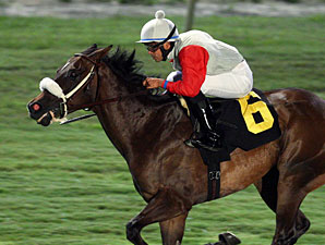 Boltin' Out wins the 2013 Punch Line Stakes.