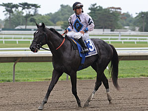 Brave Dave wins the Sapling Stakes.