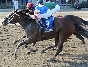 C C's Pal wins the 2012 Honorable Miss.