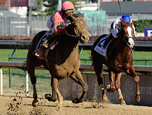 Caleb's Posse in the 2011 Breeders' Cup Dirt Mile.