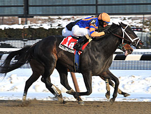 Calibrachoa wins the 2011 Toboggan.