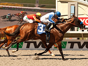 Capital Account wins the 2012 Pat O'Brien.