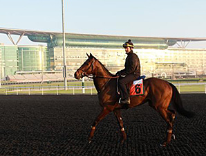 Catcall jogs at Meydan March 24, 2014.