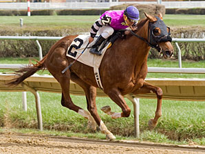 Catalina Way wins the 2011 Peach Of It Handicap.