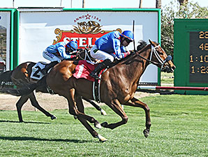 Cavour wins the 2014 Tempe Handicap.