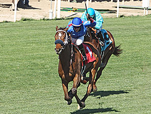 Cavour wins the 2014 Tempe Handicap.