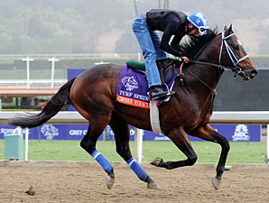 Chosen Miracle - Breeders' Cup 2012