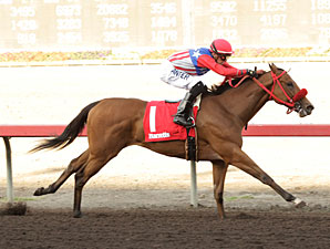 City by the Bay wins the 2013 Barretts Debutante Stakes.