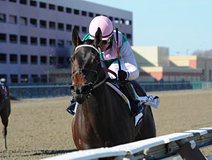 Close Hatches wins the 2013 Gazelle.
