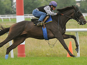 Cognashene at Woodbine on August 13, 2010.