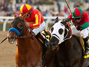 Coil wins the 2013 San Pasqual Stakes.