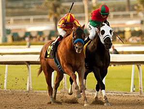Coil wins the 2013 San Pasqual Stakes.