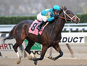 Comandante wins the New York Stallion Series - Thunder Rumble.