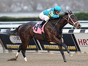 Comandante wins the New York Stallion Series - Thunder Rumble.