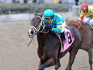 Comandante wins the 2013 NY Stallion Series - Thunder Rumble.