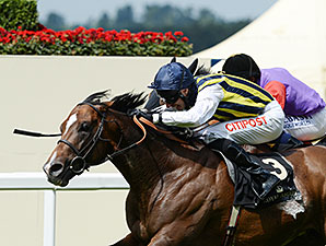 Contributer wins the 2014 Wolferton Handicap.
