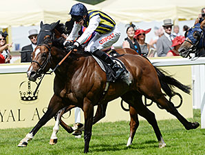 Contributer wins the 2014 Wolferton Handicap.