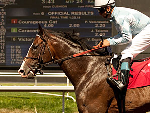Courageous Cat wins the 2011 Shoemaker Mile.