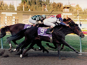 Prominent Sire Cryptoclearance Dies at Age 25 Prominent Sire Cryptoclearance Dies at Age 25