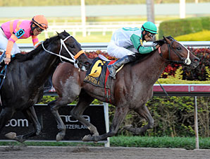 Csaba wins the Hal's Hope.