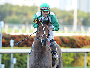 Csaba wins the 2013 Hal's Hope.