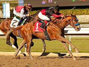 Curly Top Maiden Win January 18, 2013