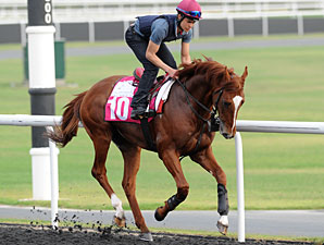 Daddy Long Legs - Dubai 2012