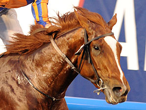 Daddy Long Legs in the UAE Derby.