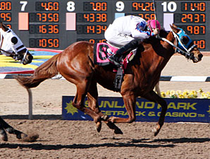 Dandy Don Who wins the 2013 Copper Top Futurity Colts & Geldings Division.