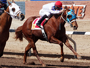 Dandy Don Who wins the 2013 Copper Top Futurity Trial Colts & Geldings.