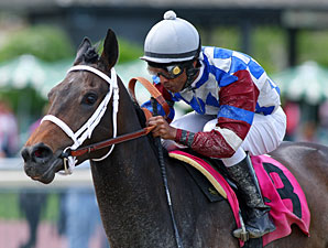 Darn That Raven wins the 2012 Foxy J G Stakes.