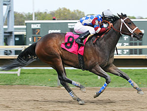 Darn That Raven wins the 2012 Foxy J G Stakes.