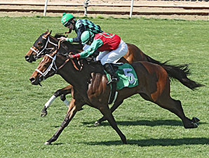 Desert Wildcatter wins the 2014 Arizona Stallion Stakes.