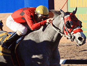 Devons Ca Ching wins the 2013 Pepsi Cola Stakes.