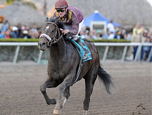 Dialed In racing in the 2011 Holy Bull Stakes.