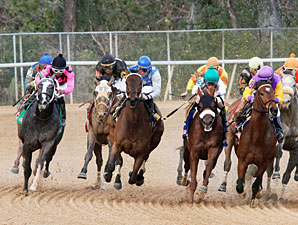 Donoharm wins the 2013 Fifth Season Stakes.
