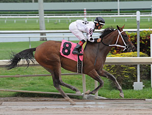 Dreaming of Sophia wins the 2013 Cellars Shiraz Stakes.