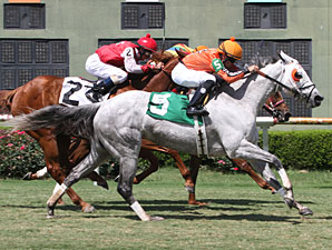 Drinking Fund wins the 2013 Honeymoon Stakes.