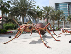 Ants in Dubai (Photo Credit: Michele MacDonald)