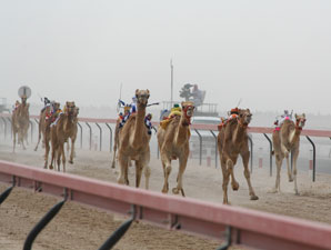 Camels racing in Dubai. (Photo Credit: Michele MacDonald)
