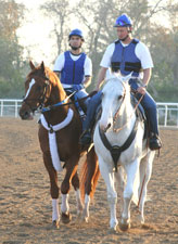 Curlin on the training track, 3/28/08. (Photo Credit: Michele MacDonald) Curlin on the training track, 3/28/08. (Photo Credit: Michele MacDonald)