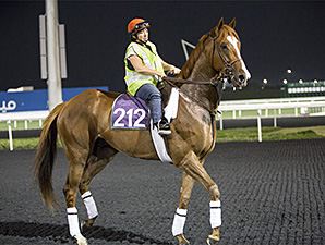 Dullahan's first visit to the track at Meydan.