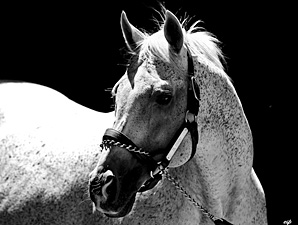 Prominent Sire El Prado Dead