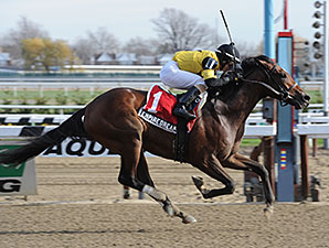 Empire Dreams wins the 2013 New York Stallion Series - Great White Way.