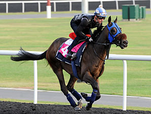 Entifaadha - Dubai 2012