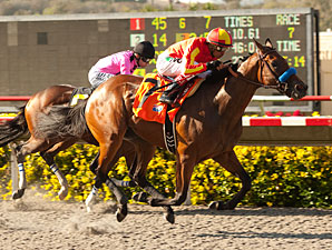Executiveprivilege wins the 2012 Landaluce.
