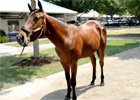 Fasig-Tipton July Sale: Mark Taylor