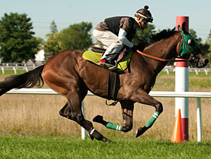 Faithful Rose - Woodbine, August 13, 2013.