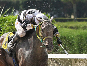 Flat Out Charming wins the 2013 Lindsay Frolic Stakes.